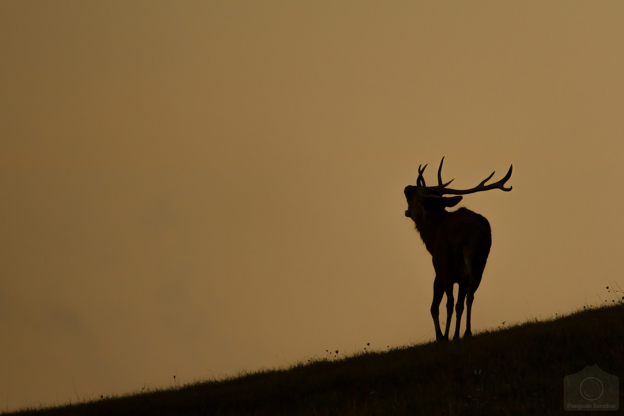 150-600mm F5-6.3 DG OS HSM | Sports 014 sample photo. Red deer bellows photography