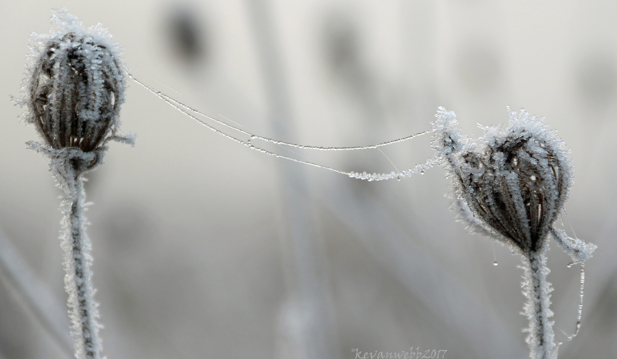 Canon EOS 760D (EOS Rebel T6s / EOS 8000D) sample photo. Frozen seed head photography