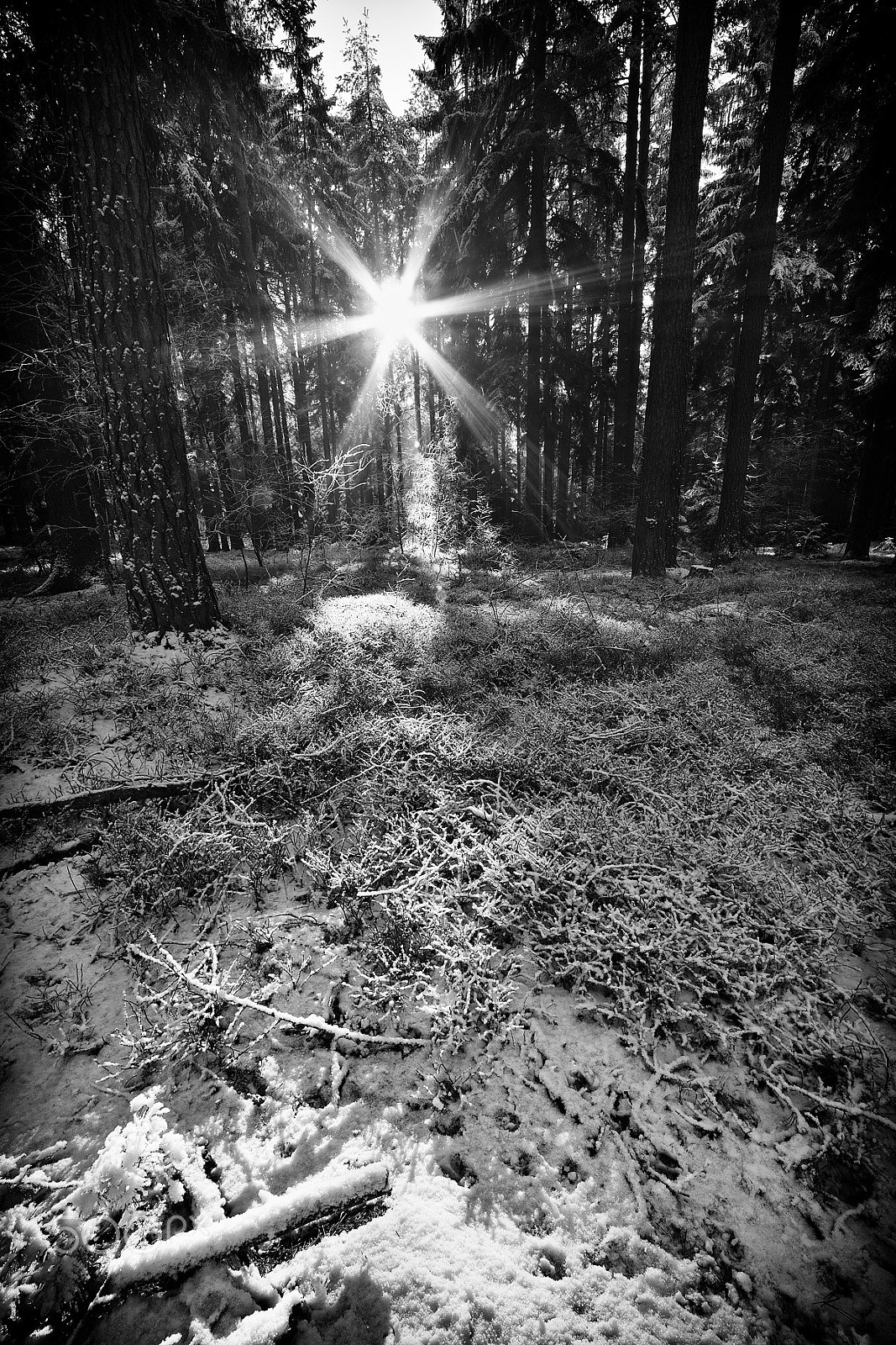 Samyang 14mm F2.8 ED AS IF UMC sample photo. In the frozen woods ... photography