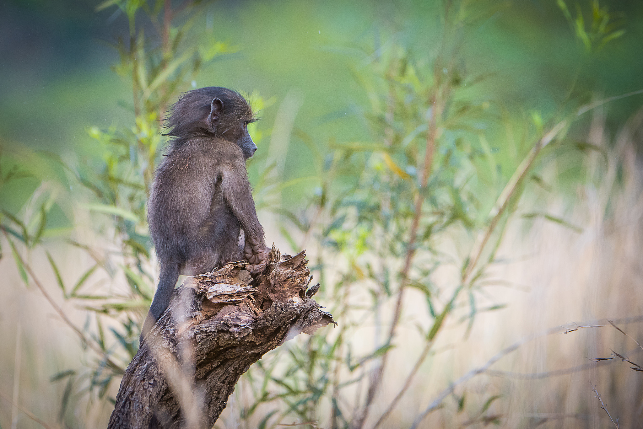Nikon AF-S Nikkor 200-400mm F4G ED-IF VR sample photo. Infant baboon photography