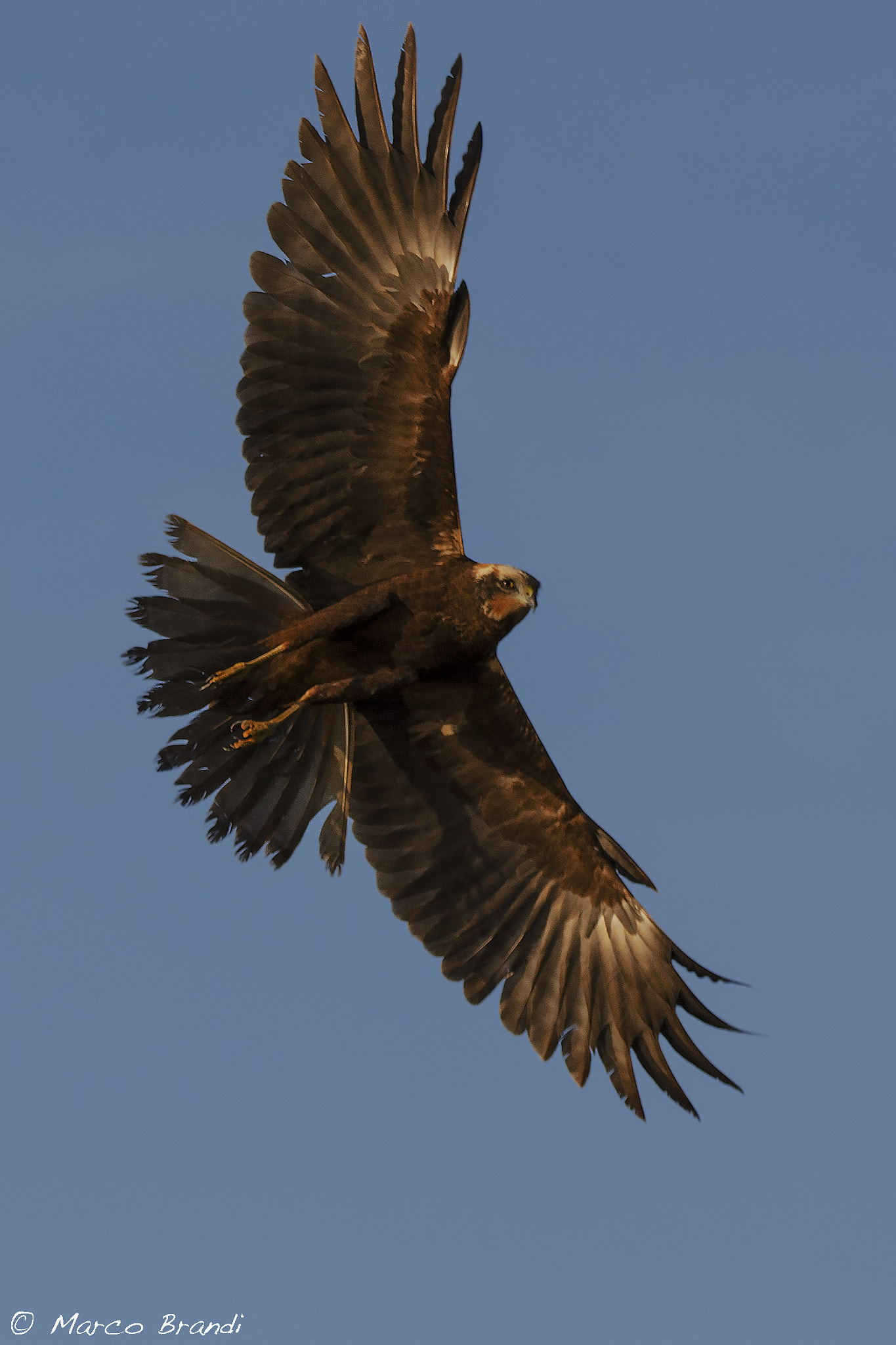 Sigma 150-600mm F5-6.3 DG OS HSM | S sample photo. Falco di palude femmina - marsh harrier photography