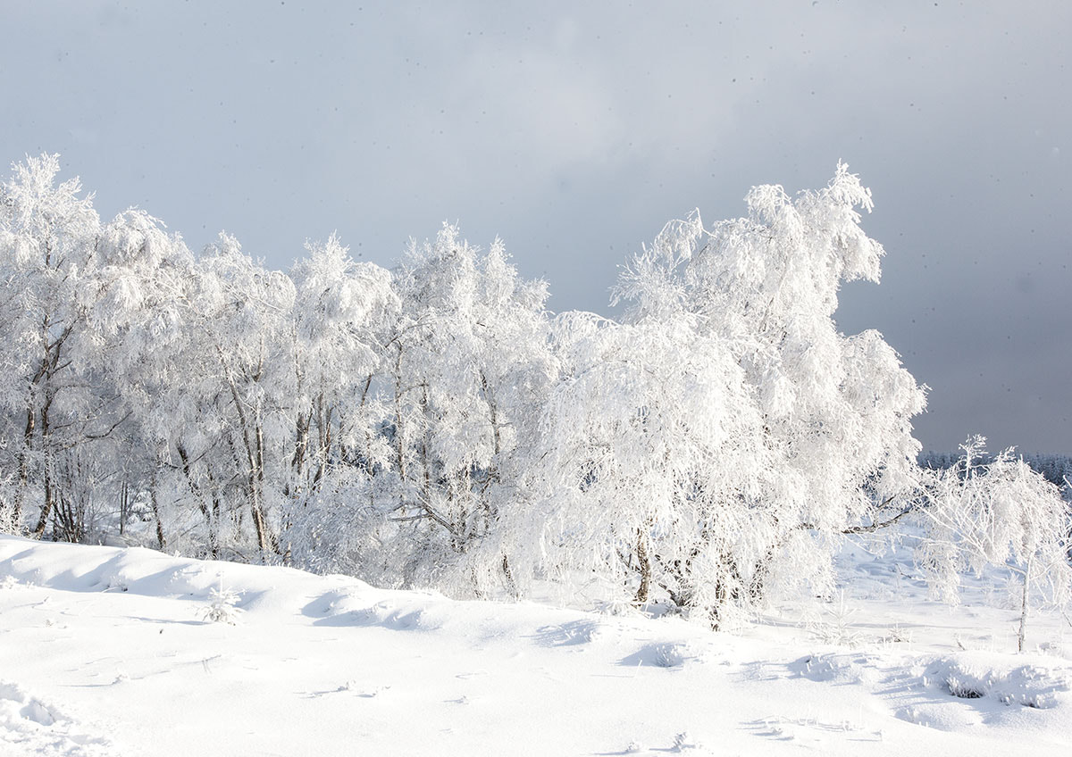 Canon EOS 5D Mark II + Sigma 24-105mm f/4 DG OS HSM | A sample photo. Winter photography