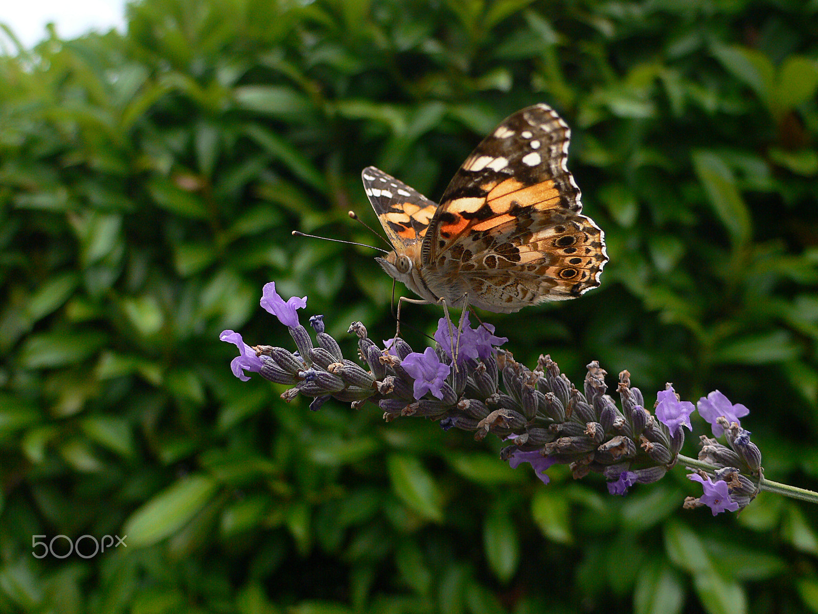 Panasonic DMC-LX1 sample photo. Butterfly photography