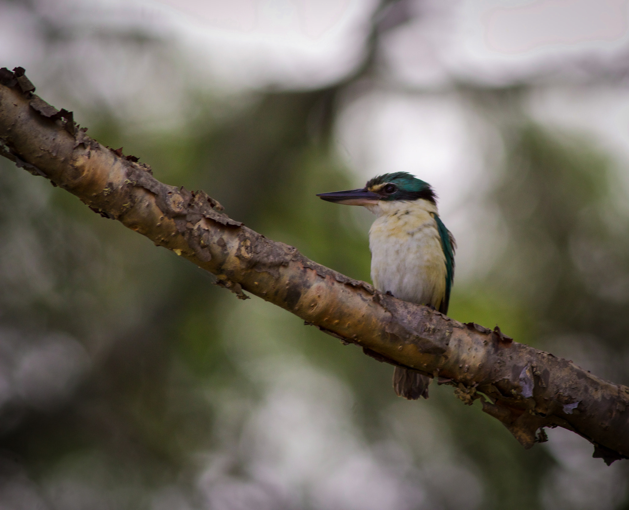 Canon EOS 700D (EOS Rebel T5i / EOS Kiss X7i) + Canon EF 400mm F5.6L USM sample photo. Sacred kingfisher photography