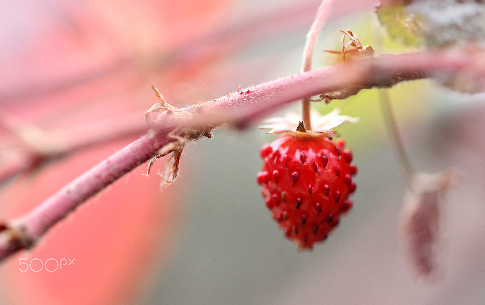 Sigma 105mm F2.8 EX DG OS HSM sample photo. Small strawberry photography