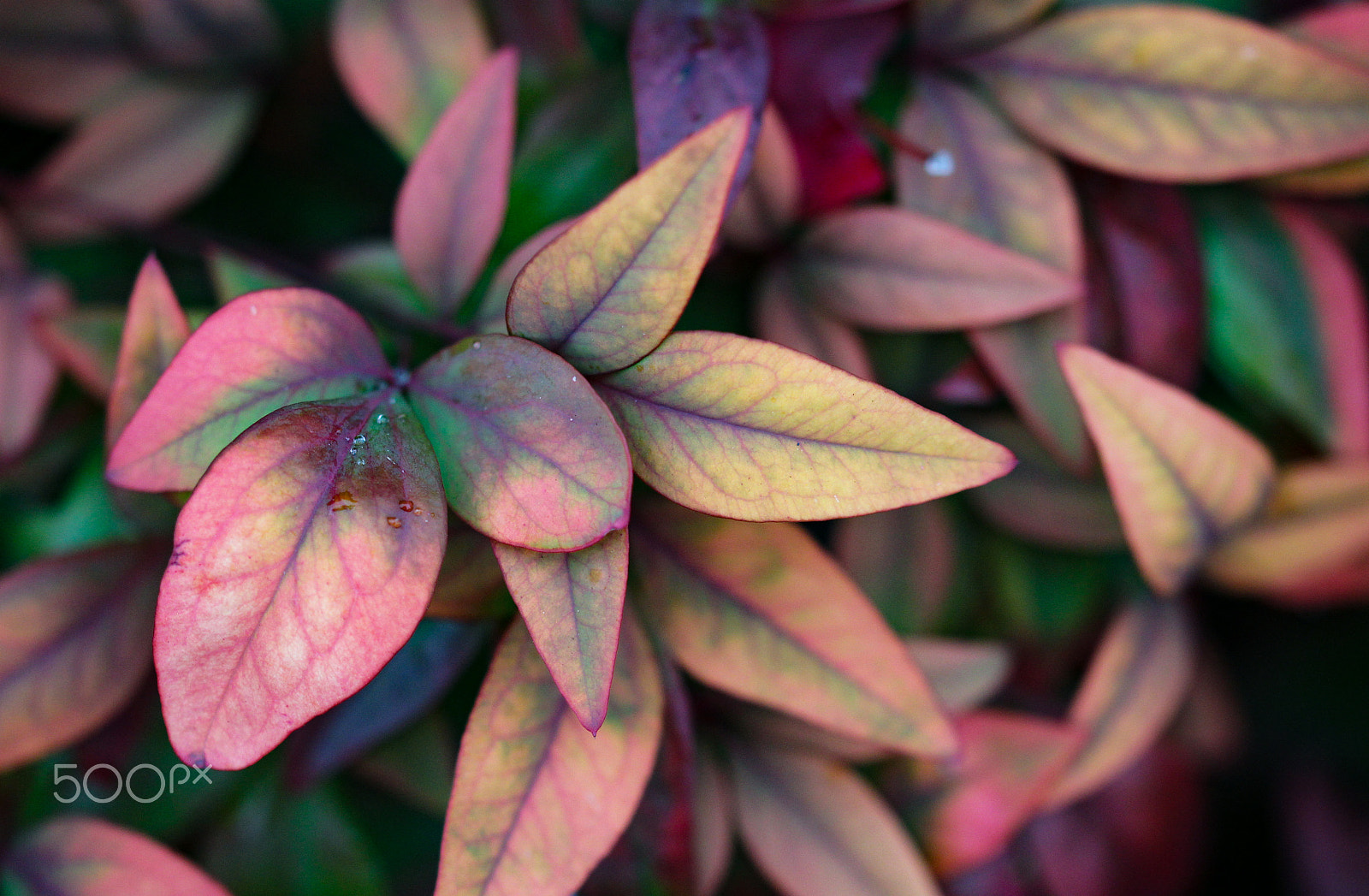 Sigma 105mm F2.8 EX DG OS HSM sample photo. Pastel leaves photography