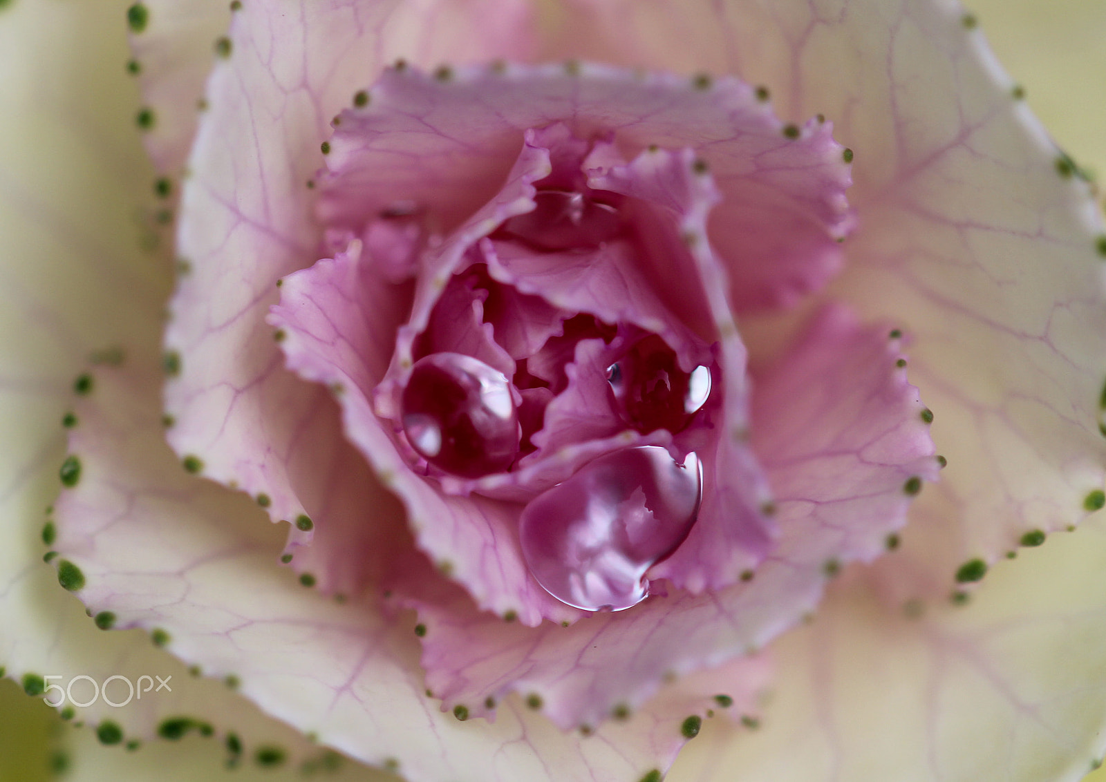 Sigma 105mm F2.8 EX DG OS HSM sample photo. Precious water photography