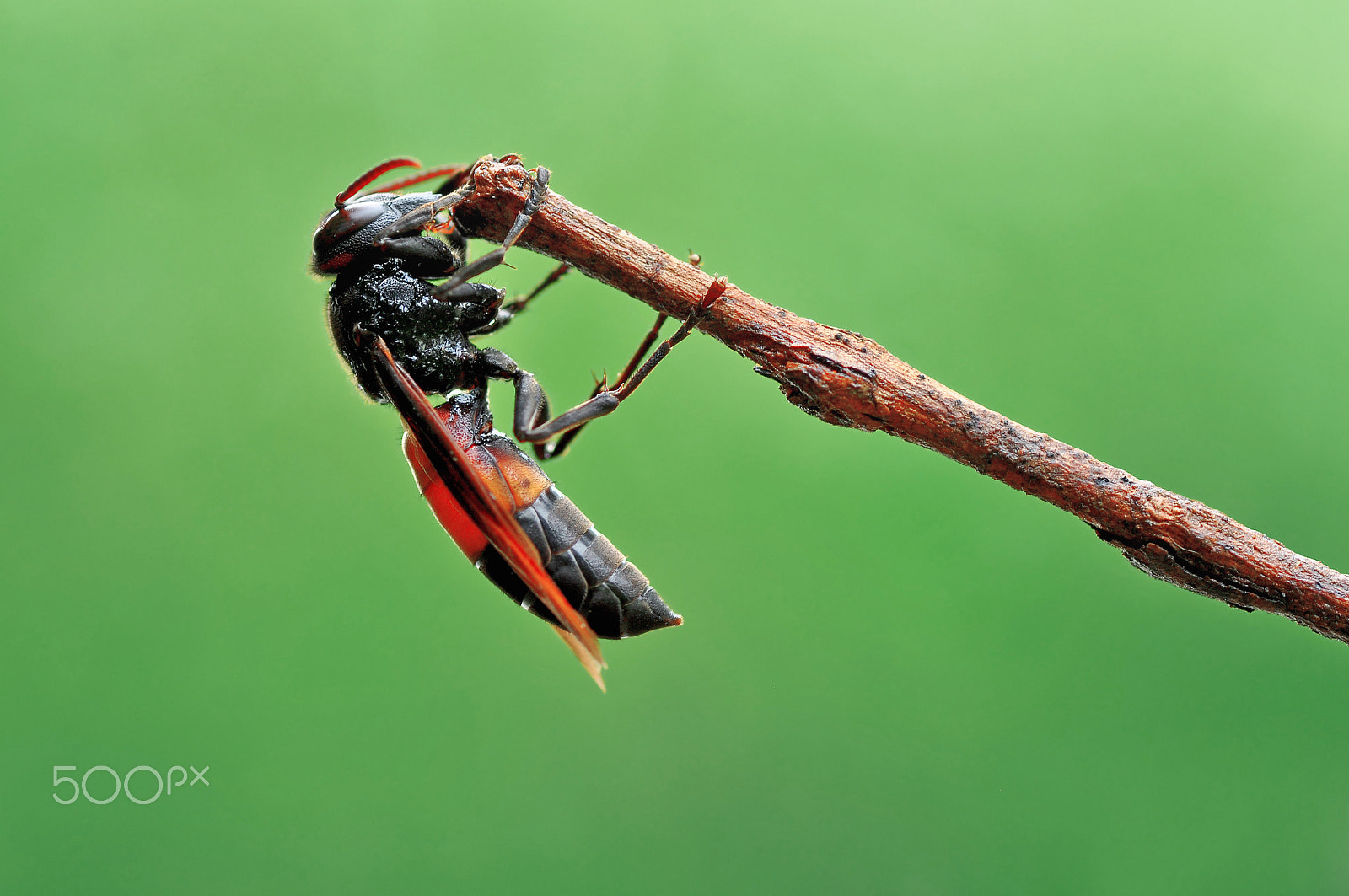 Nikon D5000 sample photo. Bee photography