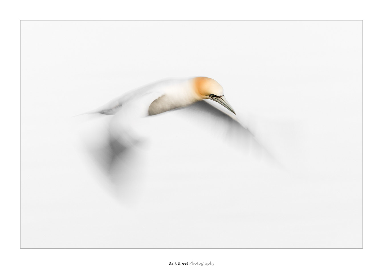 Canon EF 400mm F2.8L IS USM sample photo. Northern gannet (morus bassanus) in flight photography