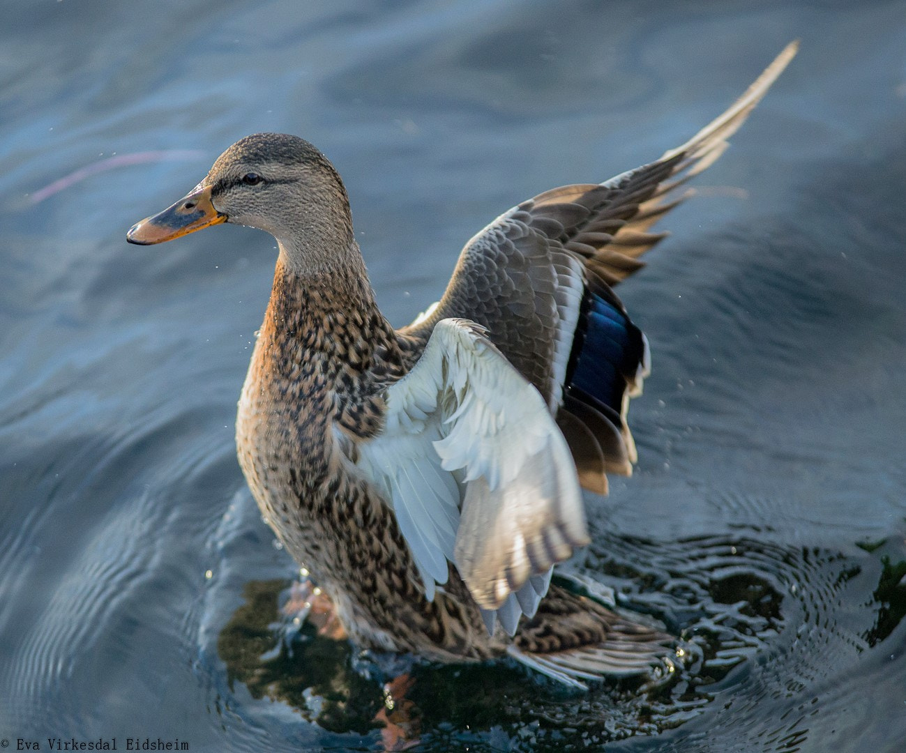 Canon EOS 6D + Tamron SP AF 70-200mm F2.8 Di LD (IF) MACRO sample photo. Duck ..... norway photography
