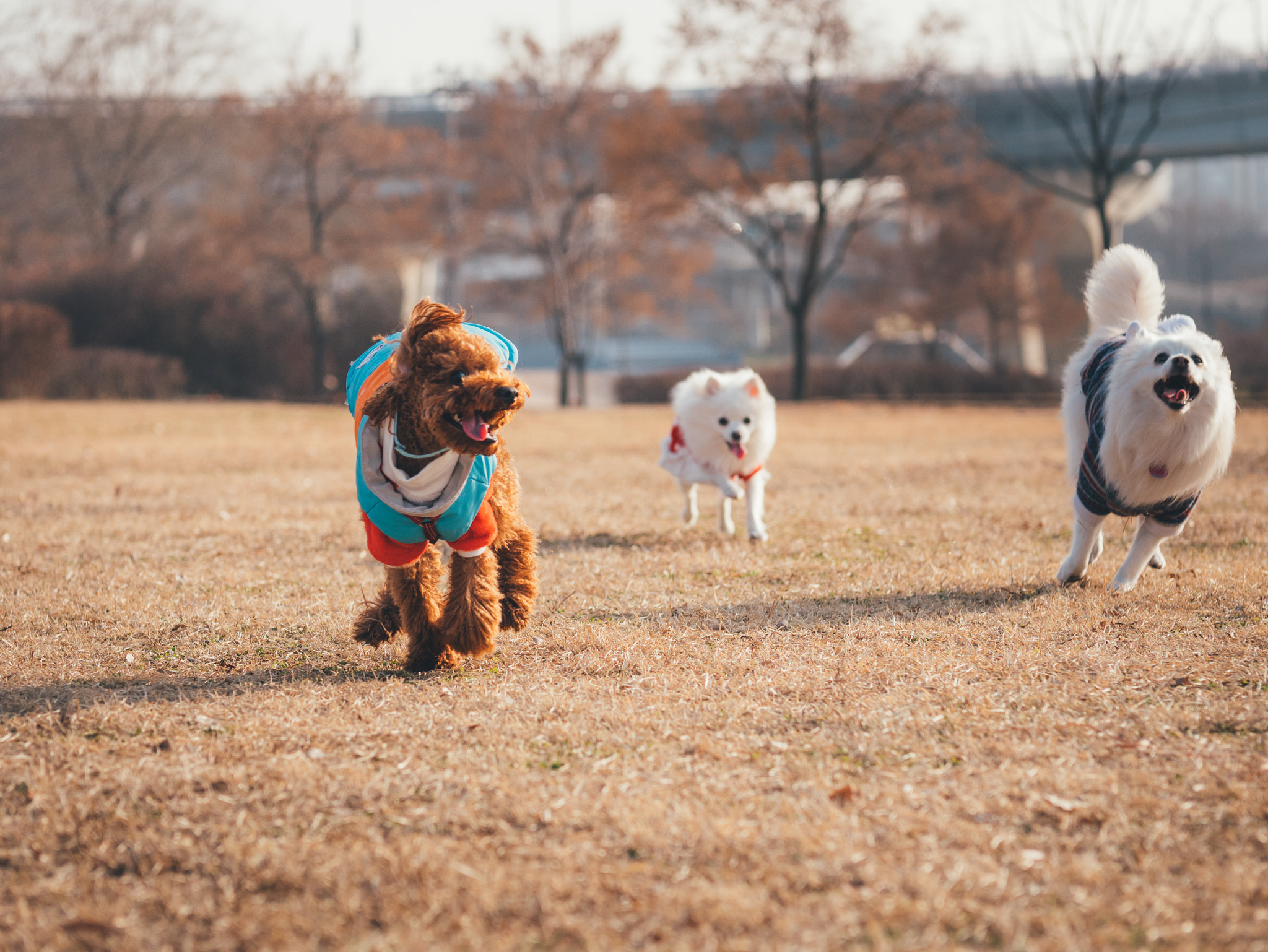 Panasonic Lumix DMC-GX85 (Lumix DMC-GX80 / Lumix DMC-GX7 Mark II) sample photo. 신난 푸름씨 photography