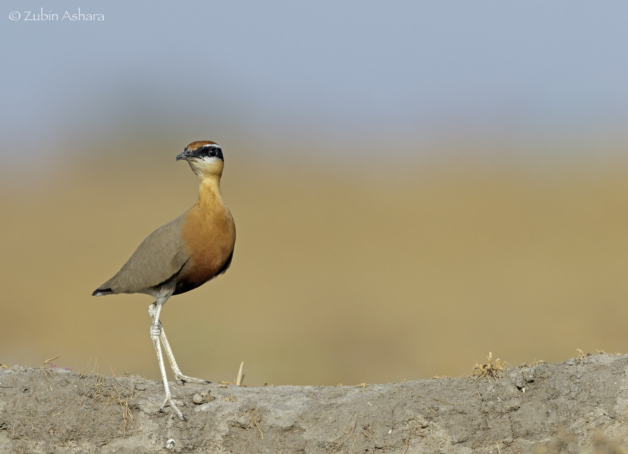 Canon EF 600mm F4L IS II USM sample photo. Indian courser photography