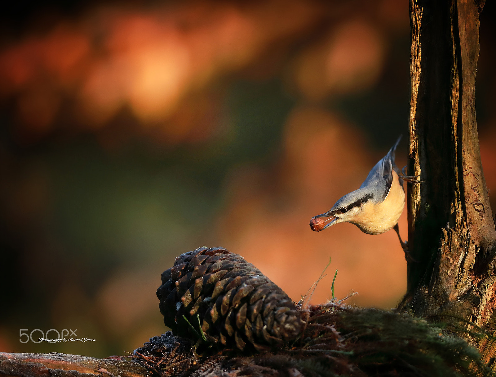 Canon EOS 5D Mark IV + Canon EF 300mm F2.8L IS USM sample photo. Spætmejse photography