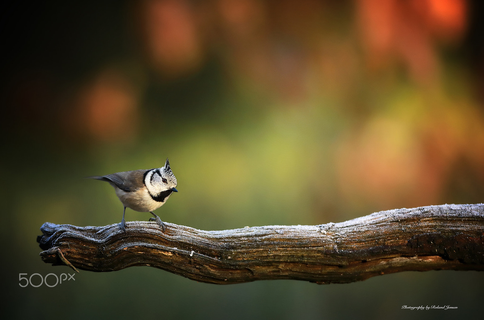 Canon EF 300mm F2.8L IS USM sample photo. Topmejse photography