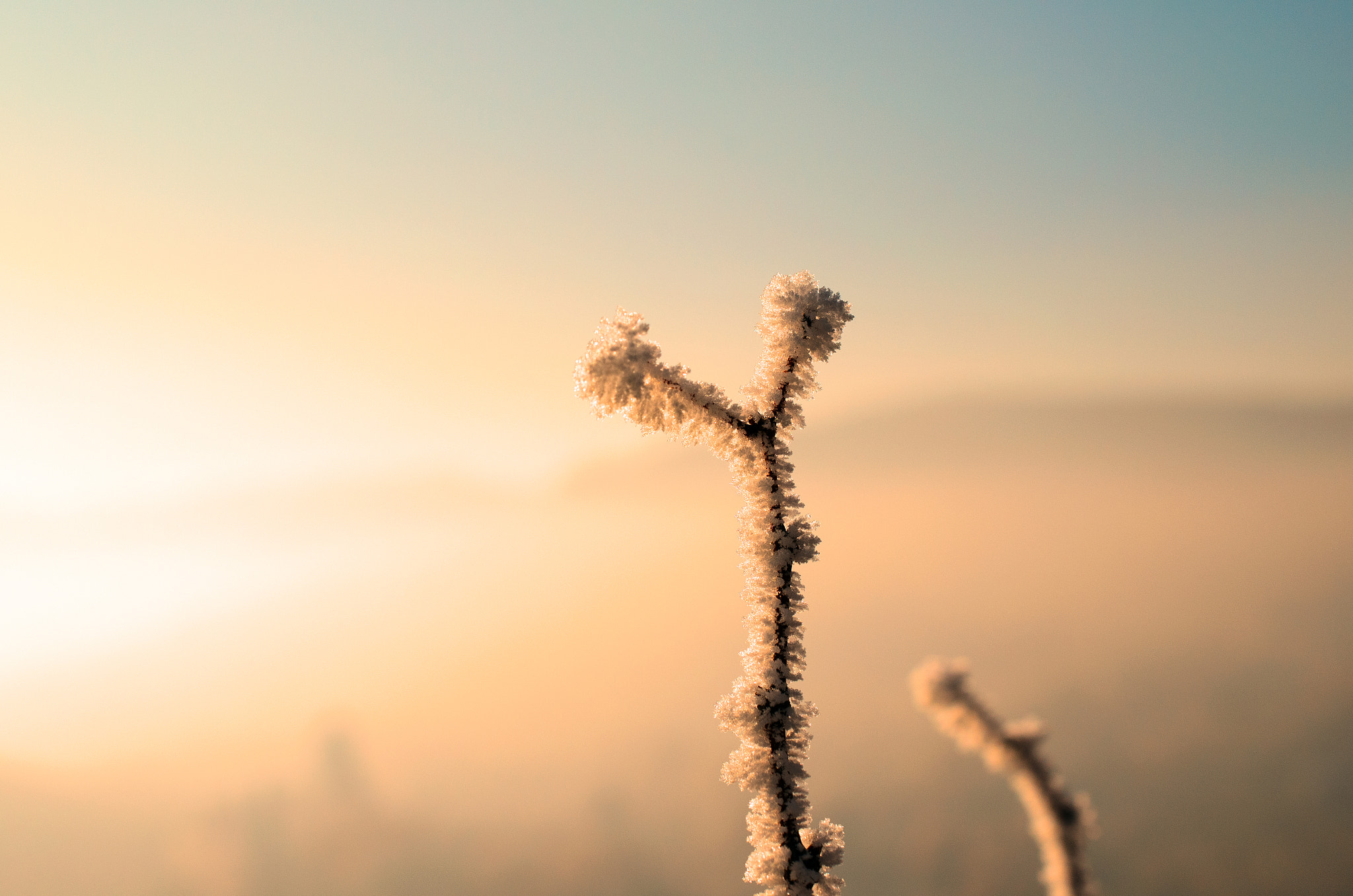 Nikon AF-S DX Micro Nikkor 40mm F2.8 sample photo. Frosty twig photography