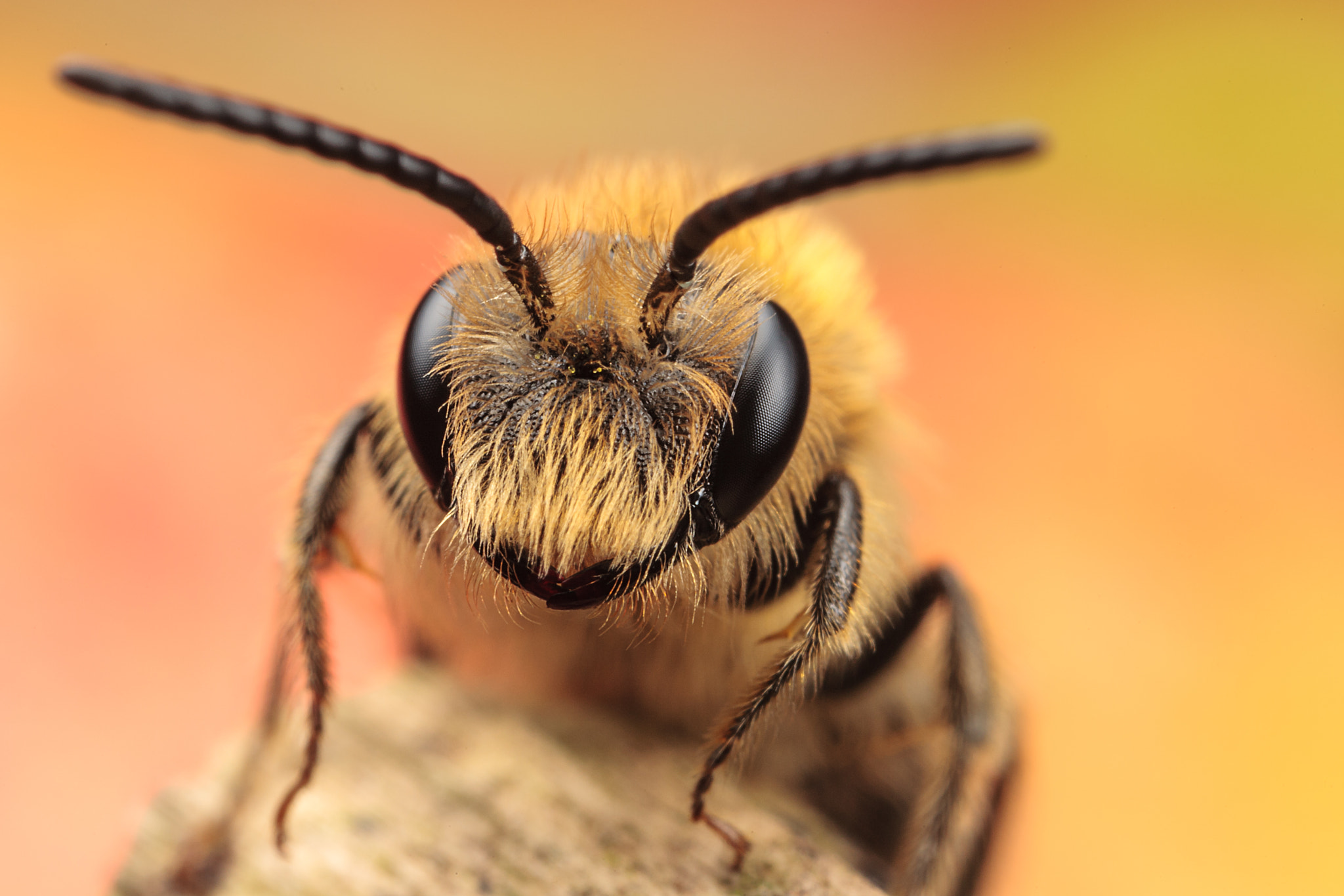 Canon MP-E 65mm F2.5 1-5x Macro Photo sample photo. Mining bee photography