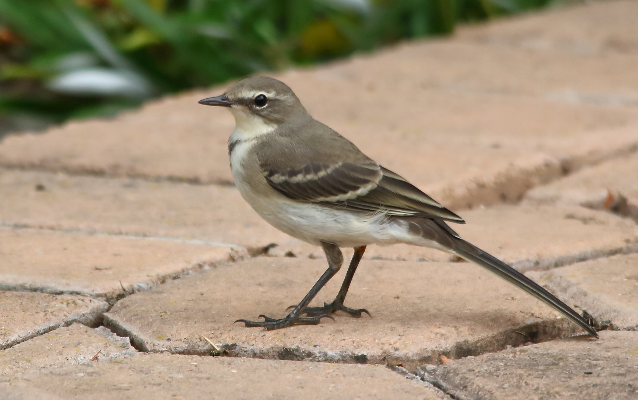 Canon EOS 750D (EOS Rebel T6i / EOS Kiss X8i) + Sigma 150-500mm F5-6.3 DG OS HSM sample photo. Cape wagtail photography