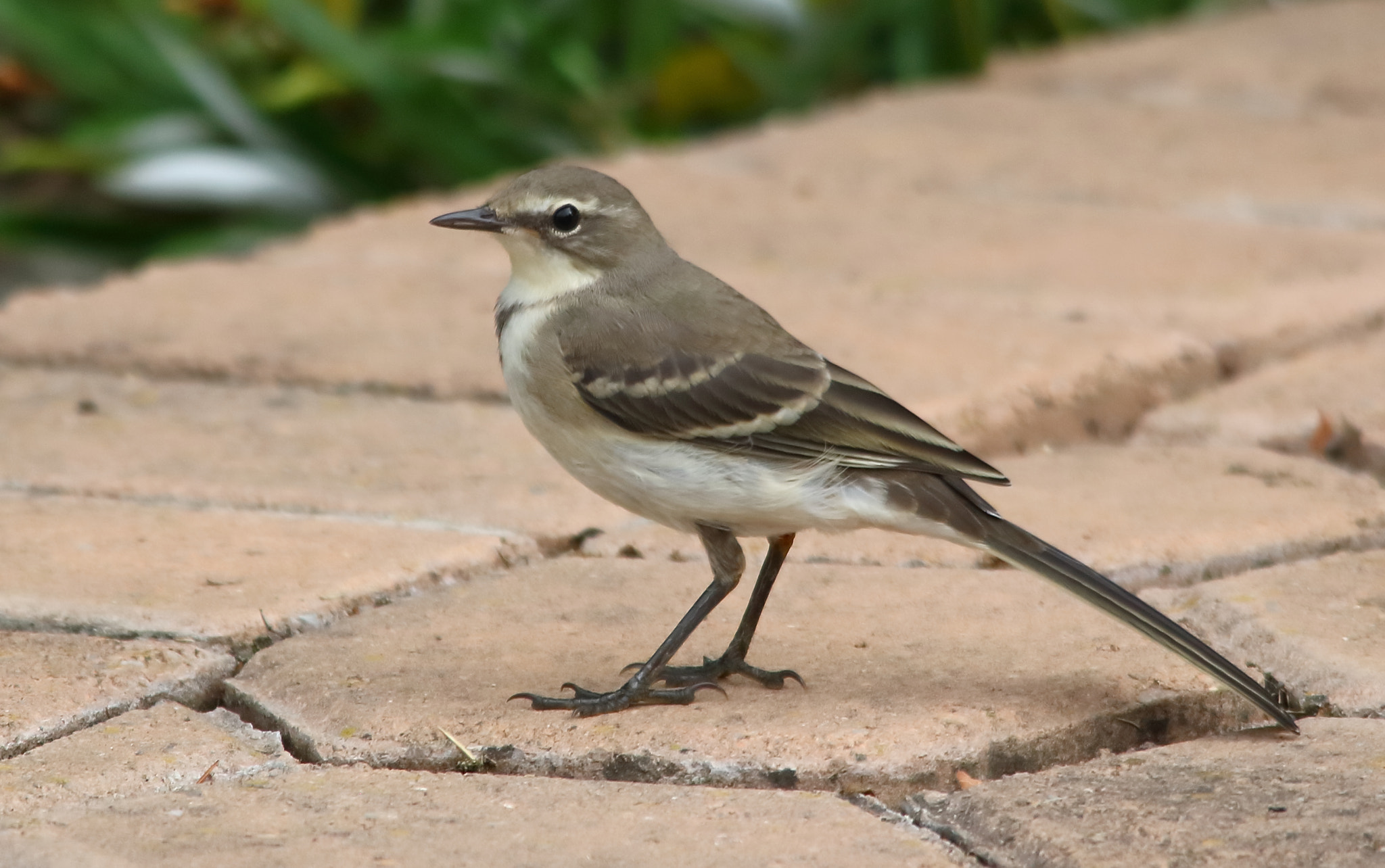 Sigma 150-500mm F5-6.3 DG OS HSM sample photo. Cape wagtail photography