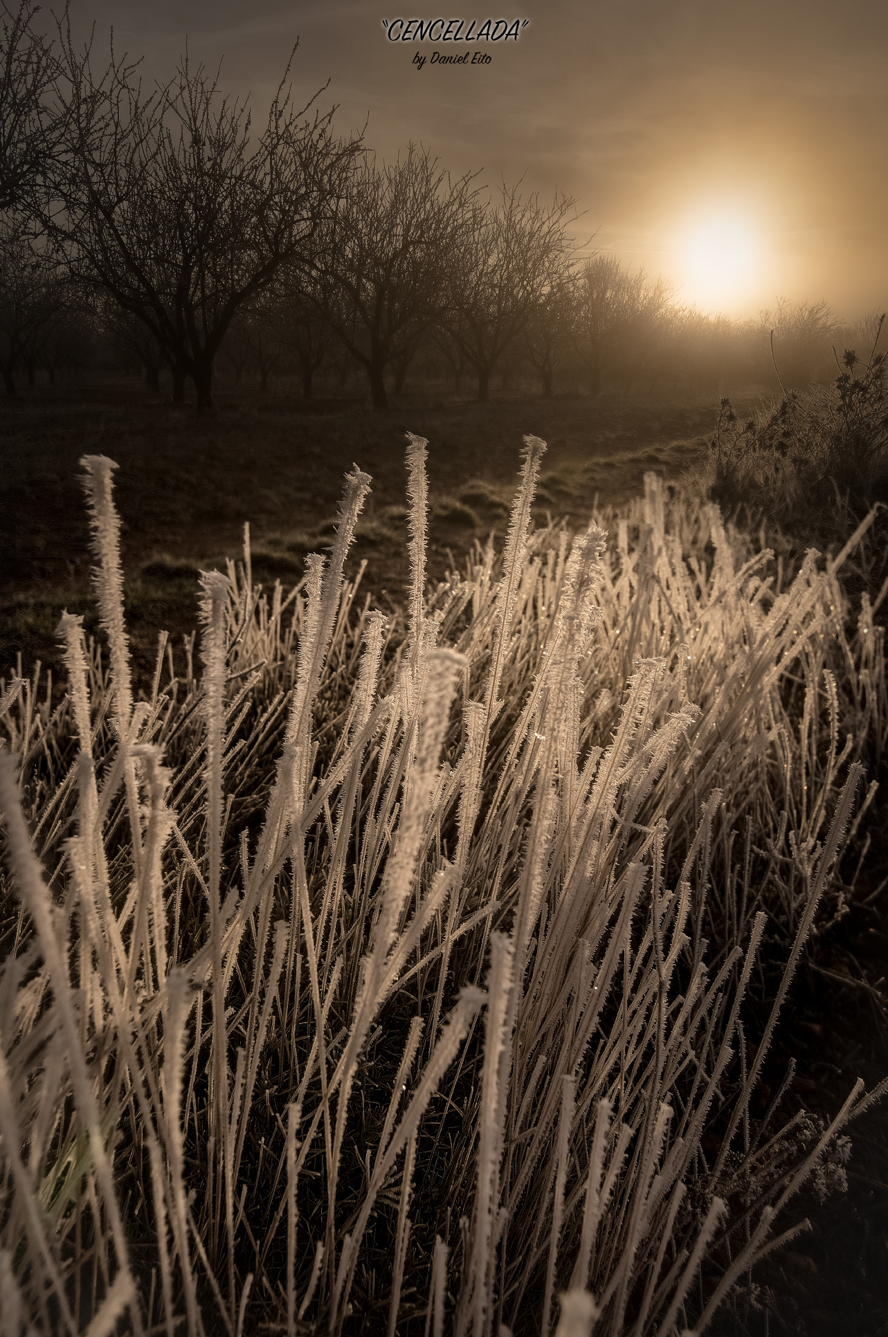 Nikon D500 sample photo. Cencellada photography