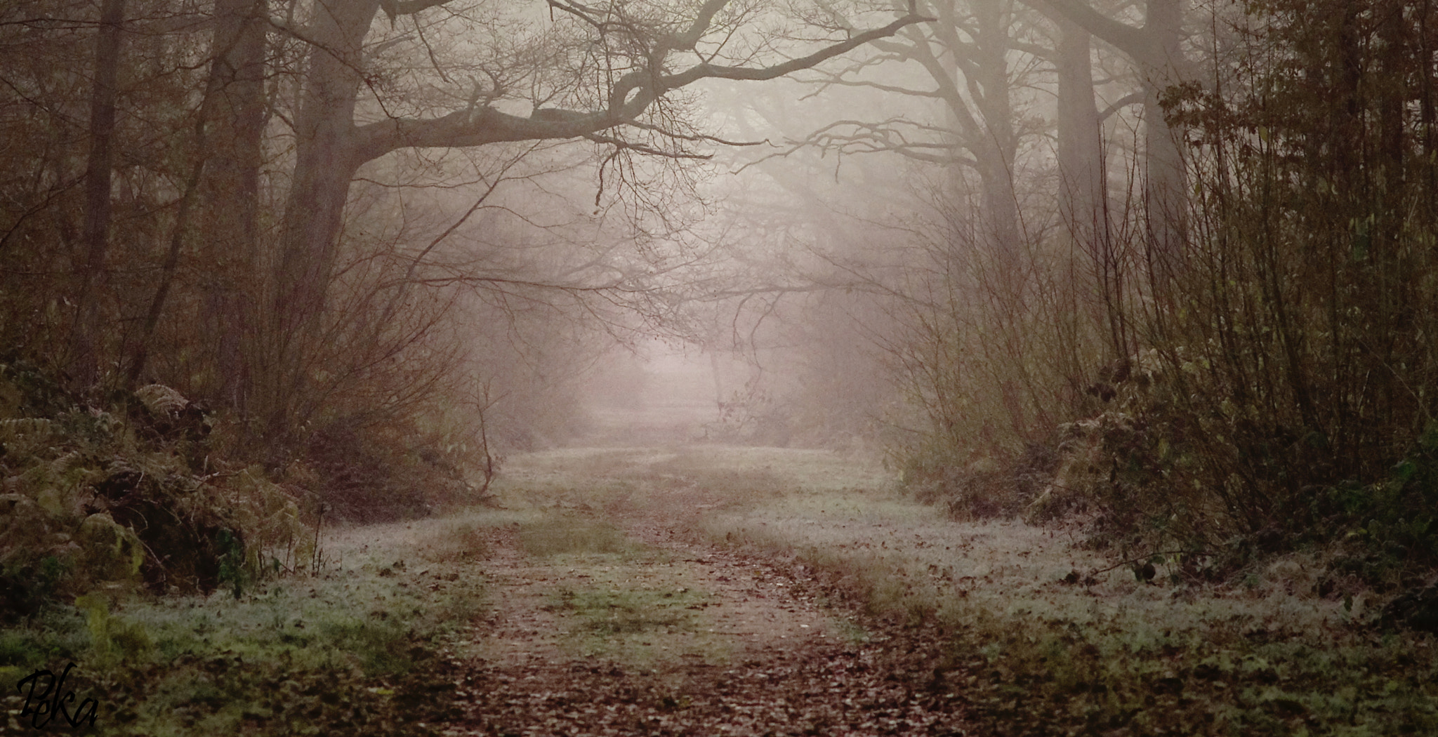 Pentax K-5 sample photo. Forest fog photography