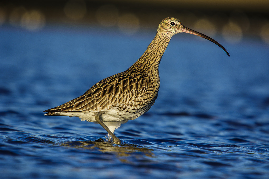 Sigma 50-500mm F4-6.3 EX APO RF HSM sample photo. Curlew photography