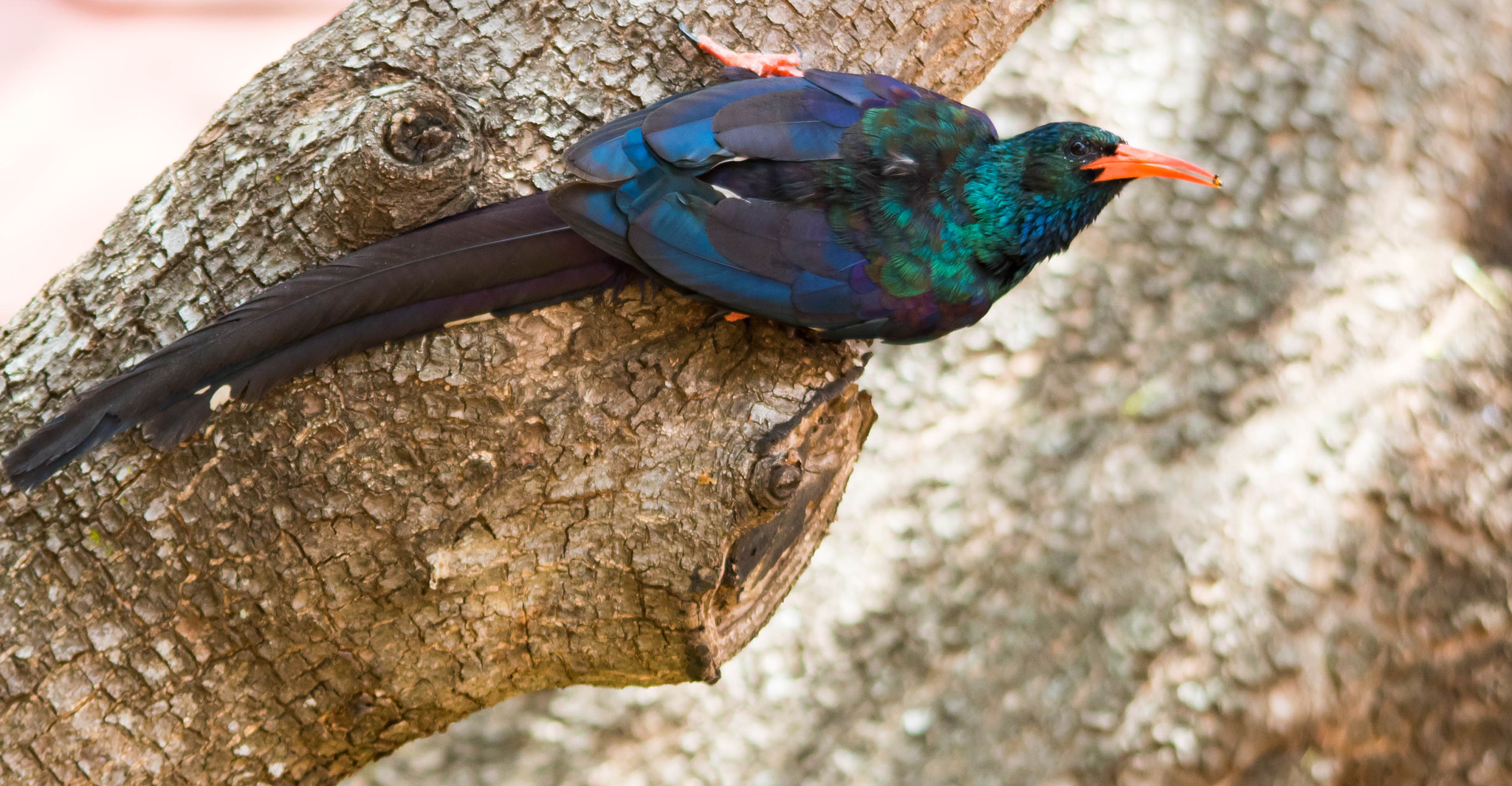 Sigma 150-500mm F5-6.3 DG OS HSM sample photo. Green wood hoopoe photography