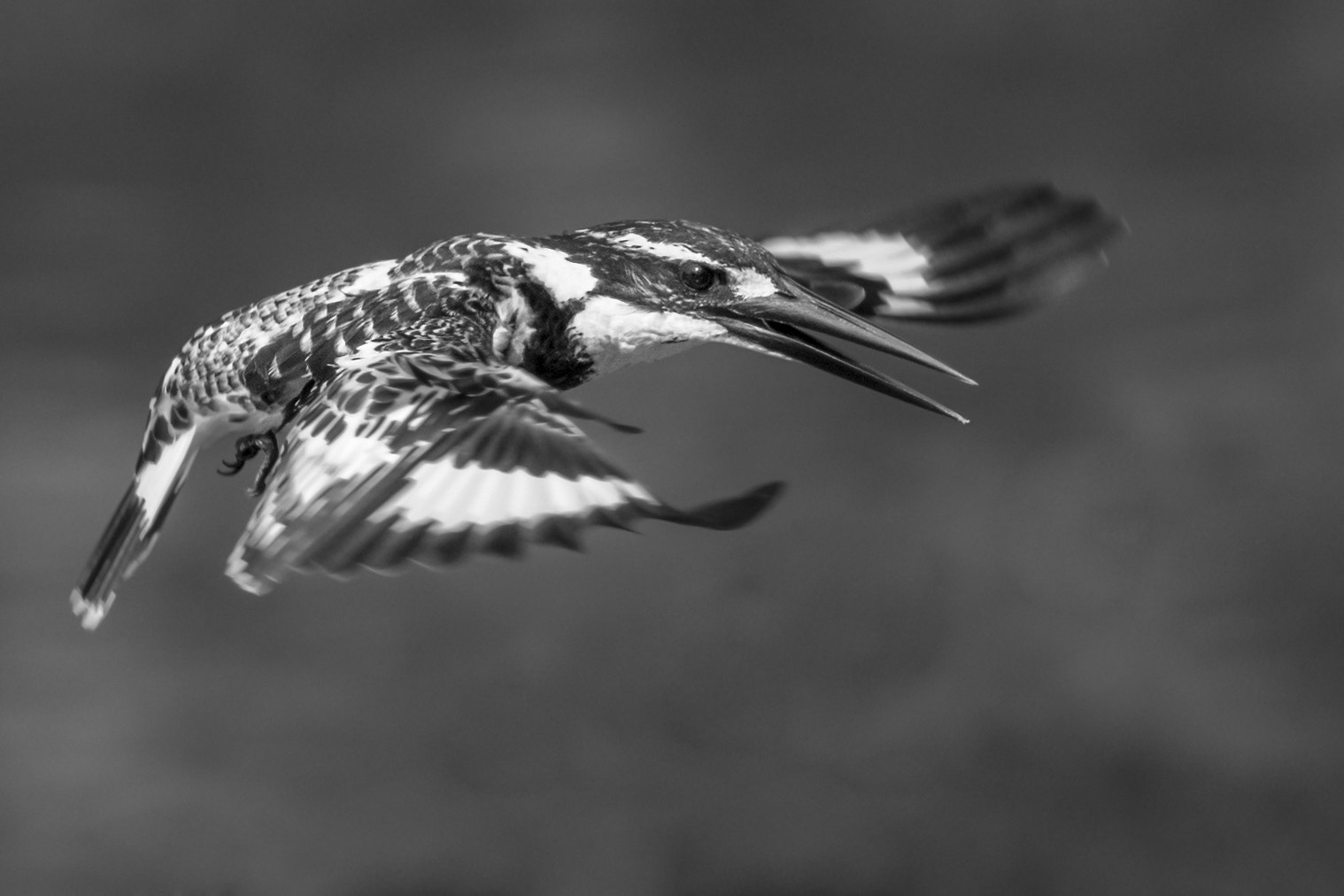 Nikon D7200 + Nikon AF-S Nikkor 300mm F4D ED-IF sample photo. Pied kingfisher photography