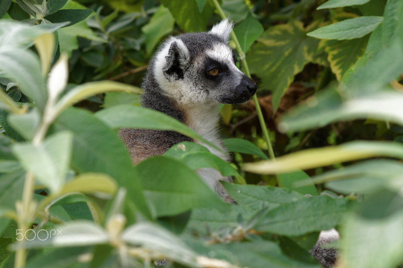 Sony DT 55-200mm F4-5.6 SAM sample photo. Lemur photography