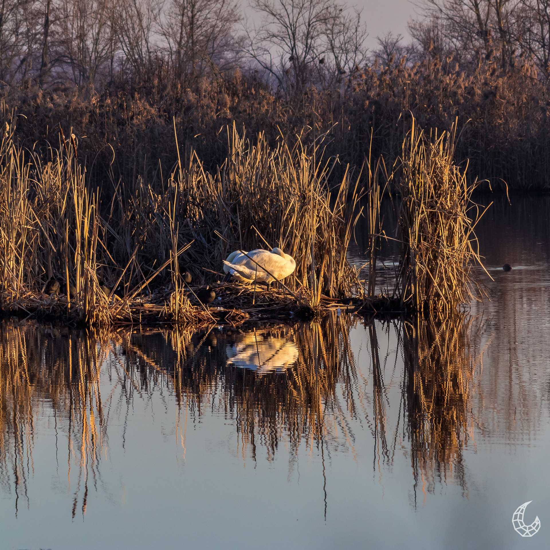 Canon EOS 1300D (EOS Rebel T6 / EOS Kiss X80) + EF75-300mm f/4-5.6 sample photo. A shy swan photography