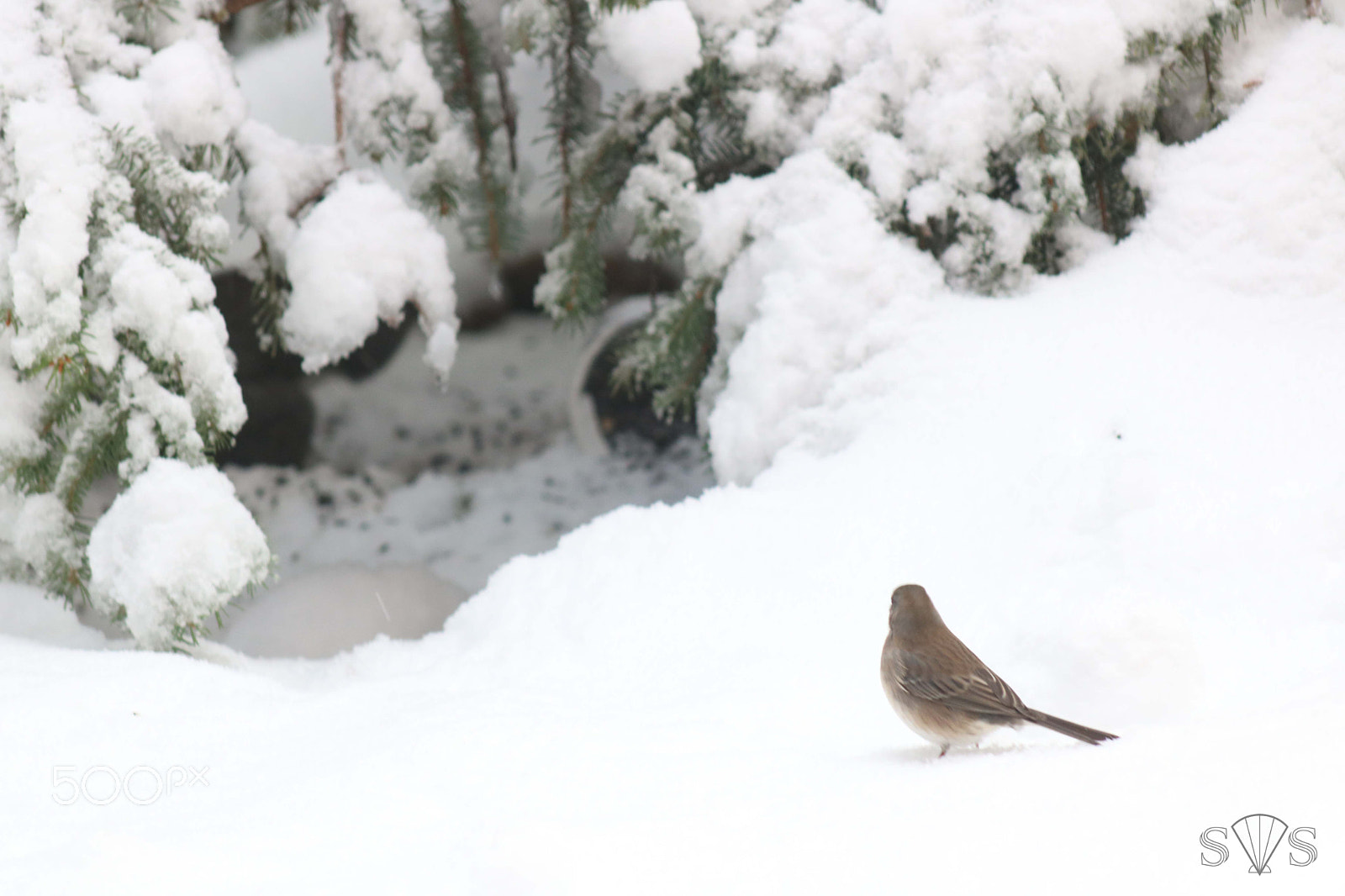 Canon EOS 750D (EOS Rebel T6i / EOS Kiss X8i) + EF75-300mm f/4-5.6 sample photo. Magical snow cave photography