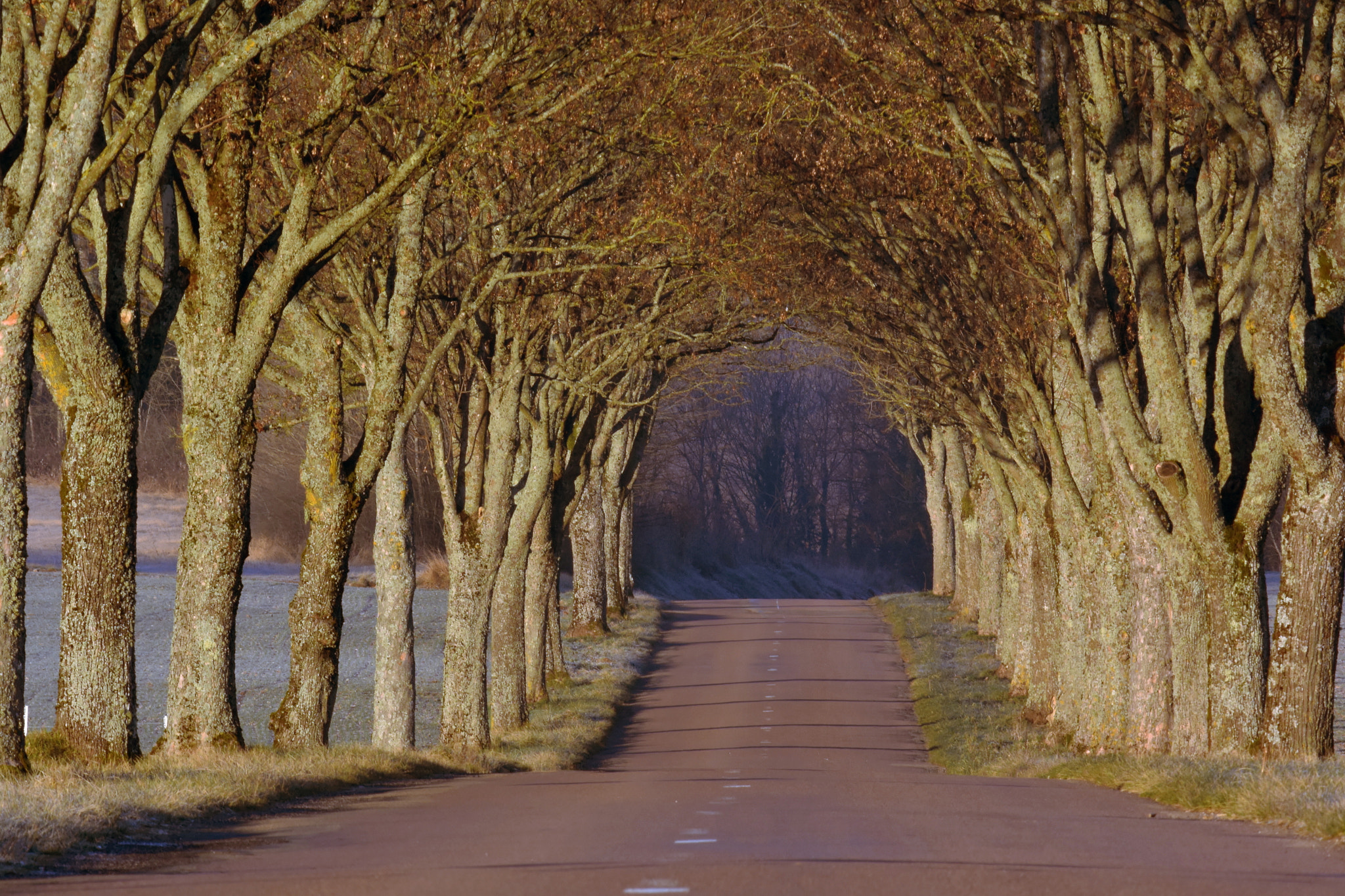 Nikon 1 V3 sample photo. Avenue photography