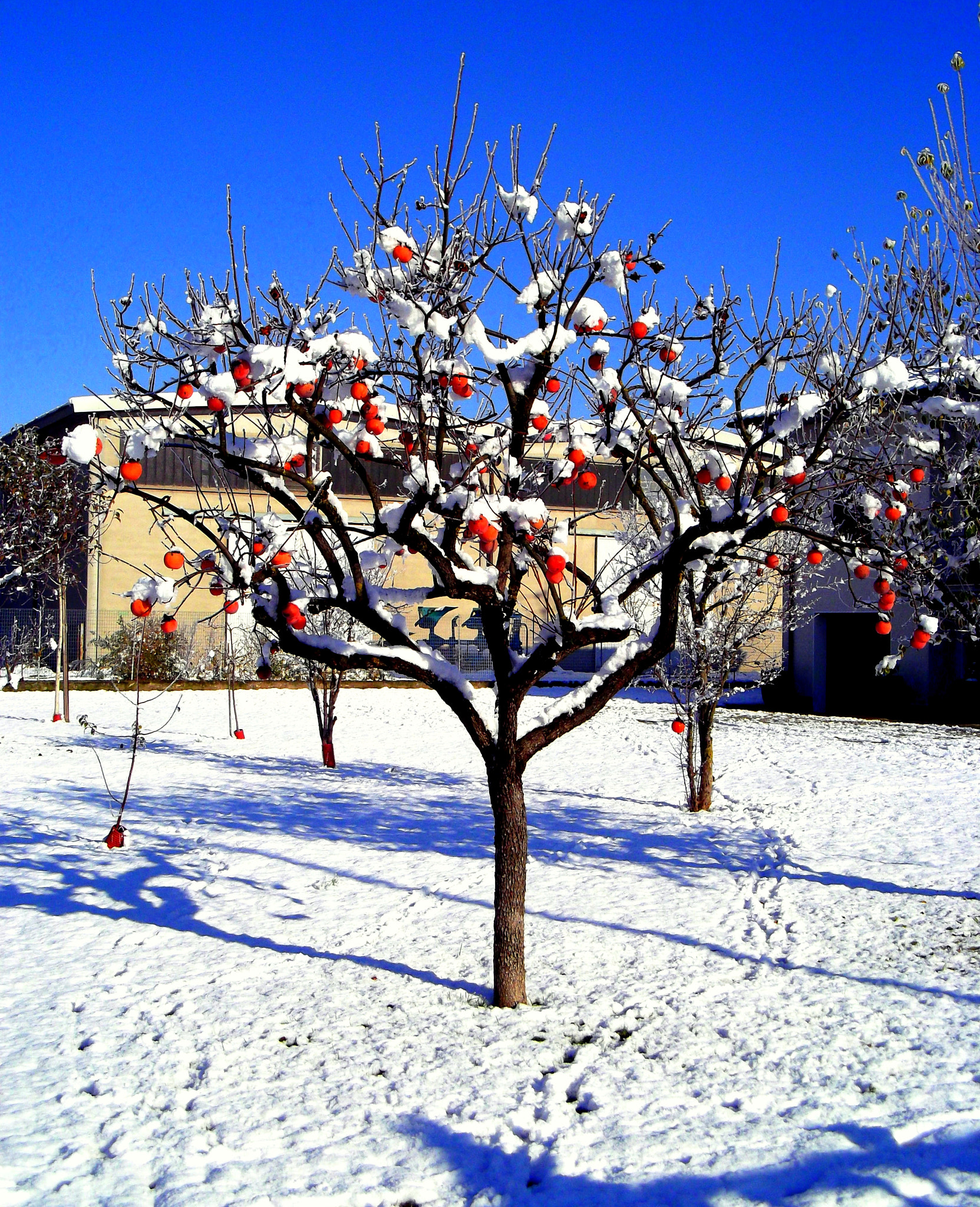 Fujifilm FinePix JX250 sample photo. I buoni cachi sotto la neve! photography