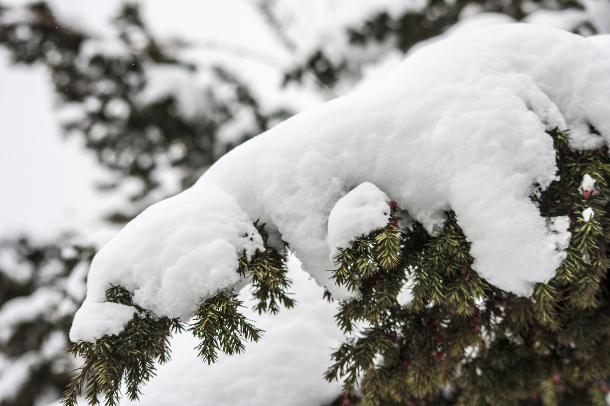 Canon EOS 40D sample photo. Snow photography