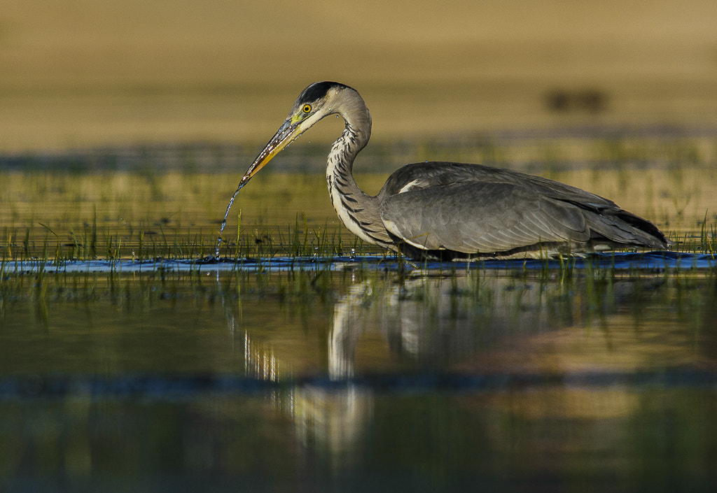 Sigma 50-500mm F4-6.3 EX APO RF HSM sample photo. Jcu photography