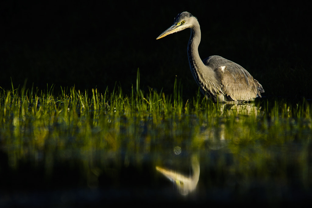 Sigma 50-500mm F4-6.3 EX APO RF HSM sample photo. Garza real photography