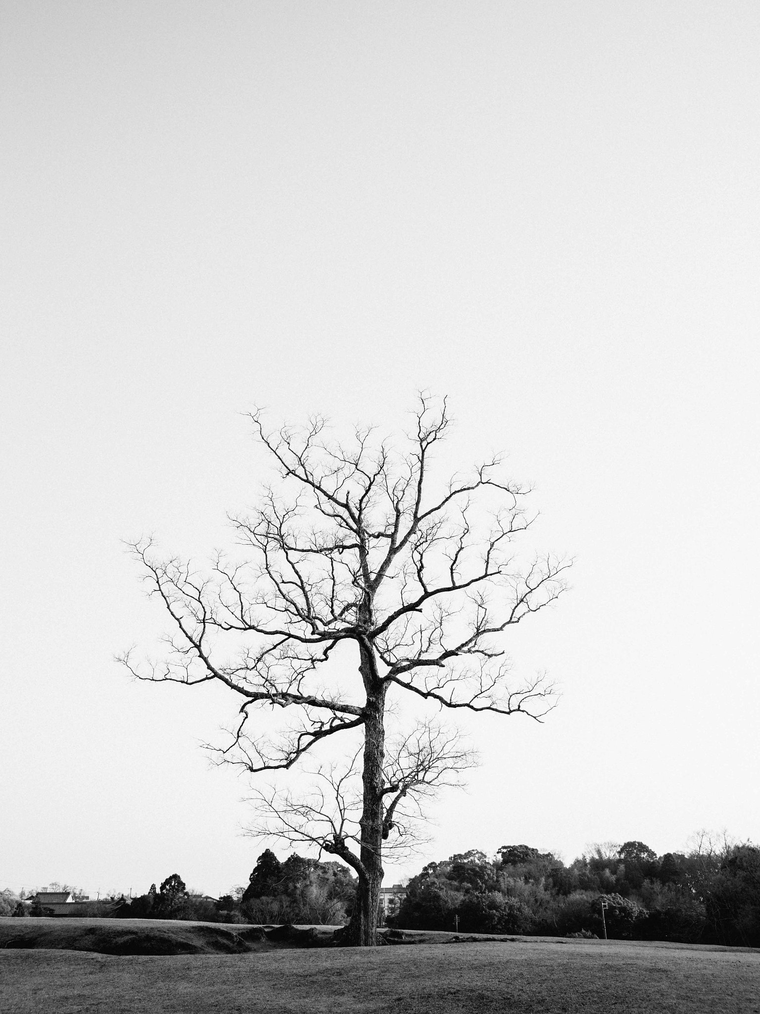 Sigma 24-105mm f/4 DG OS HSM | A sample photo. Tree photography