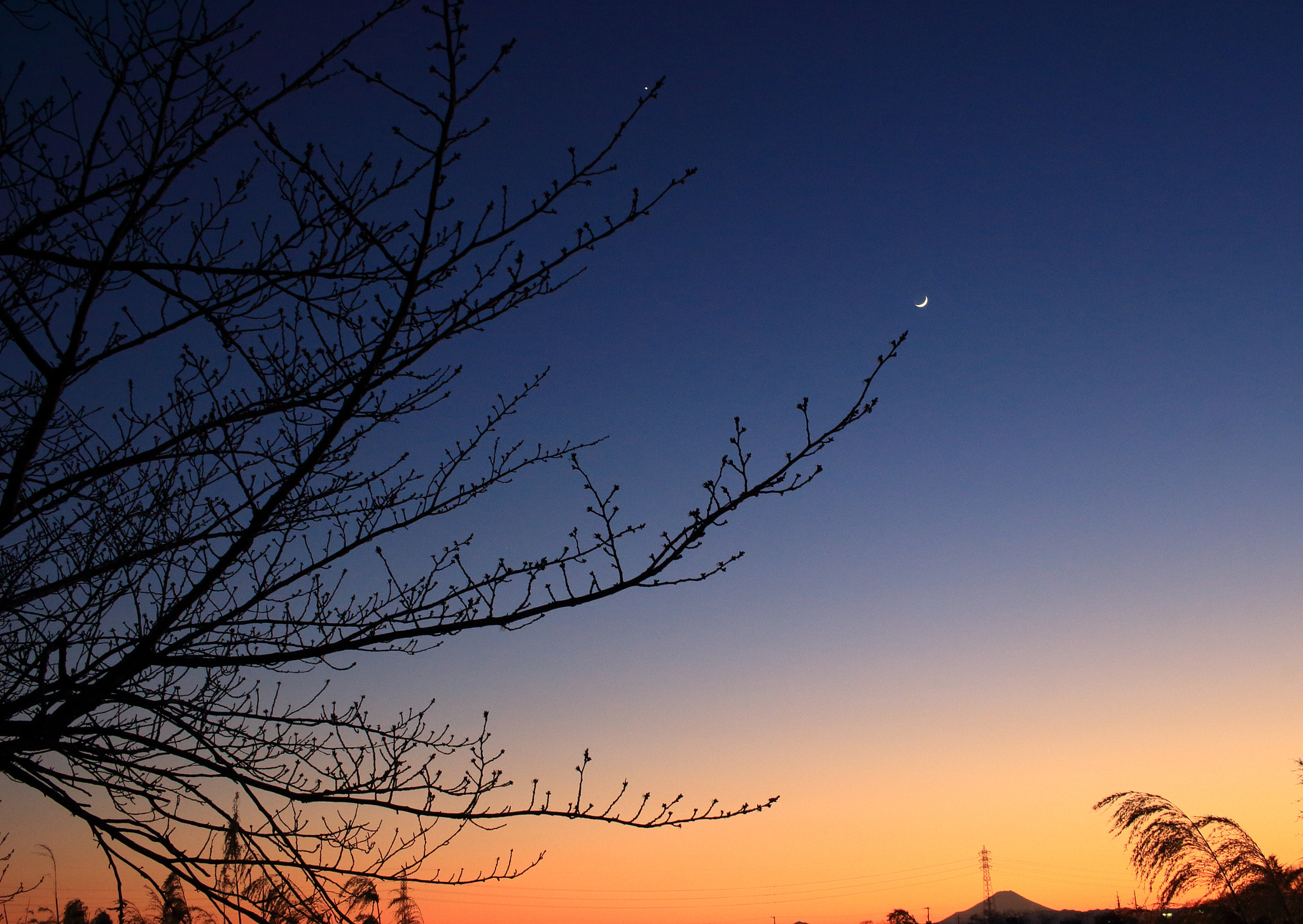 Canon EOS 100D (EOS Rebel SL1 / EOS Kiss X7) + Canon EF-S 24mm F2.8 STM sample photo. A branch pointing to the moon in the twilight photography
