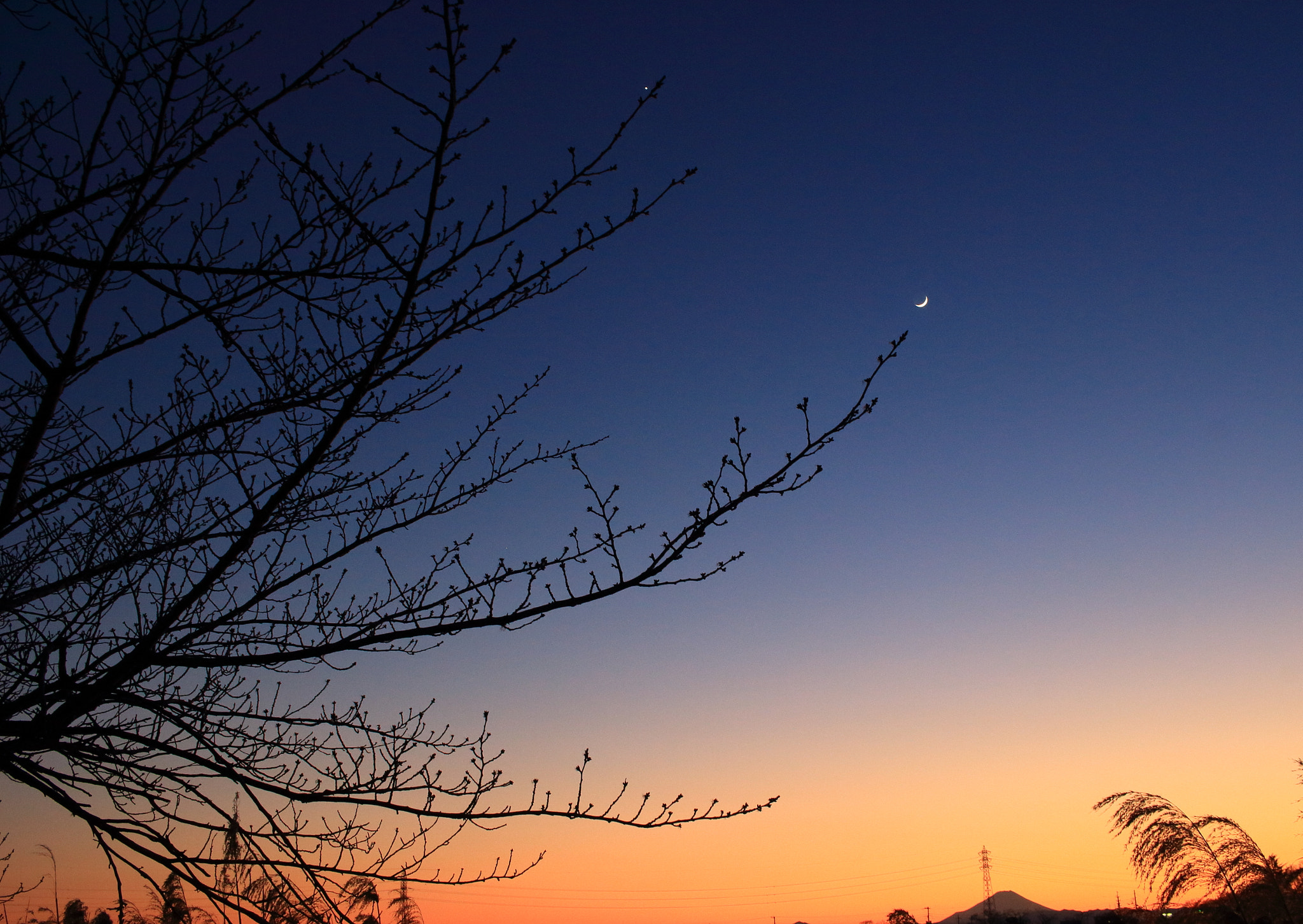 Canon EOS 100D (EOS Rebel SL1 / EOS Kiss X7) sample photo. A branch pointing to the moon in the twilight photography