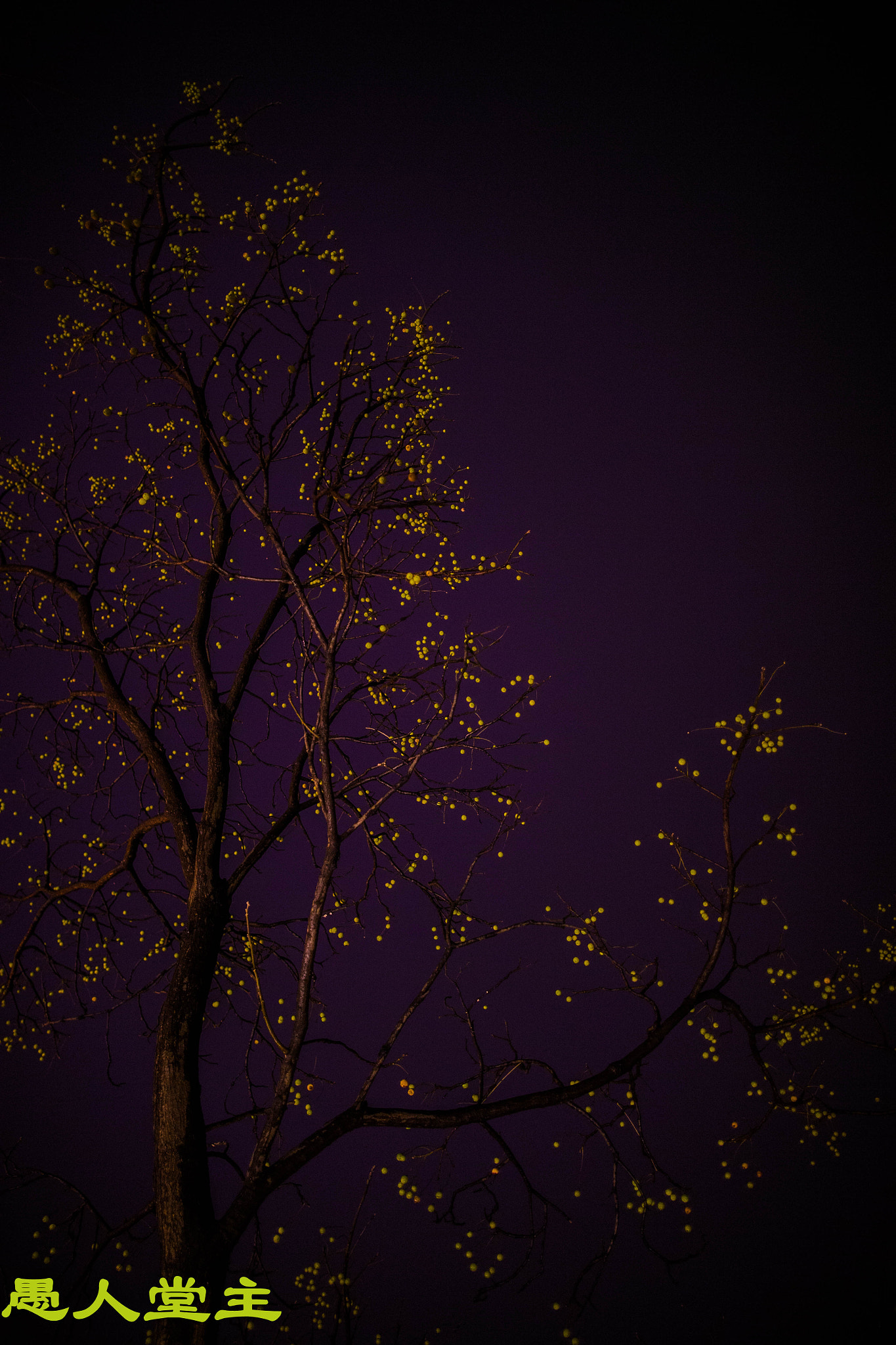 Canon EF 24mm F1.4L II USM sample photo. Bx photography