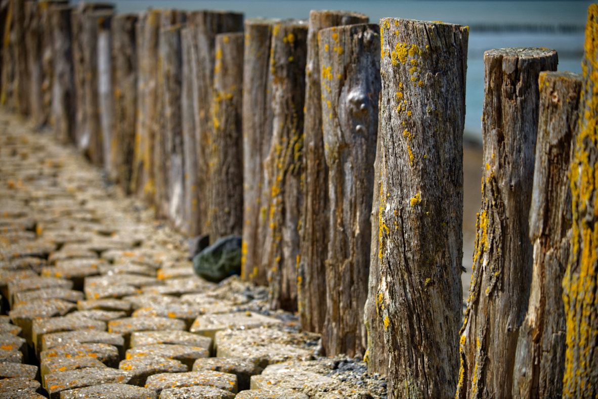 AF-S Zoom-Nikkor 80-200mm f/2.8D IF-ED sample photo. Wood photography