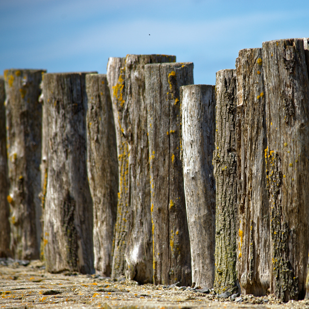 AF-S Zoom-Nikkor 80-200mm f/2.8D IF-ED sample photo. Wood photography