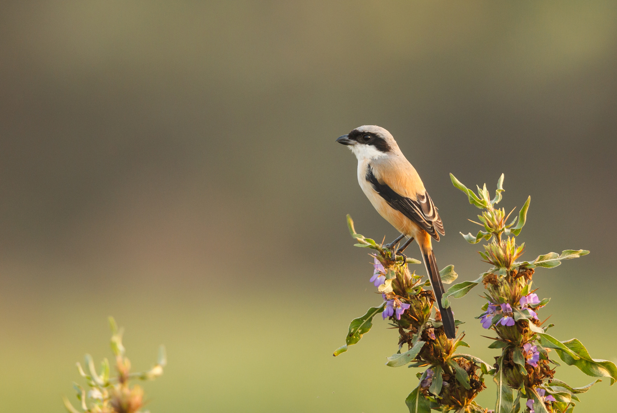 Canon EOS-1D Mark IV sample photo. Long-tailed shrike on the lookout photography