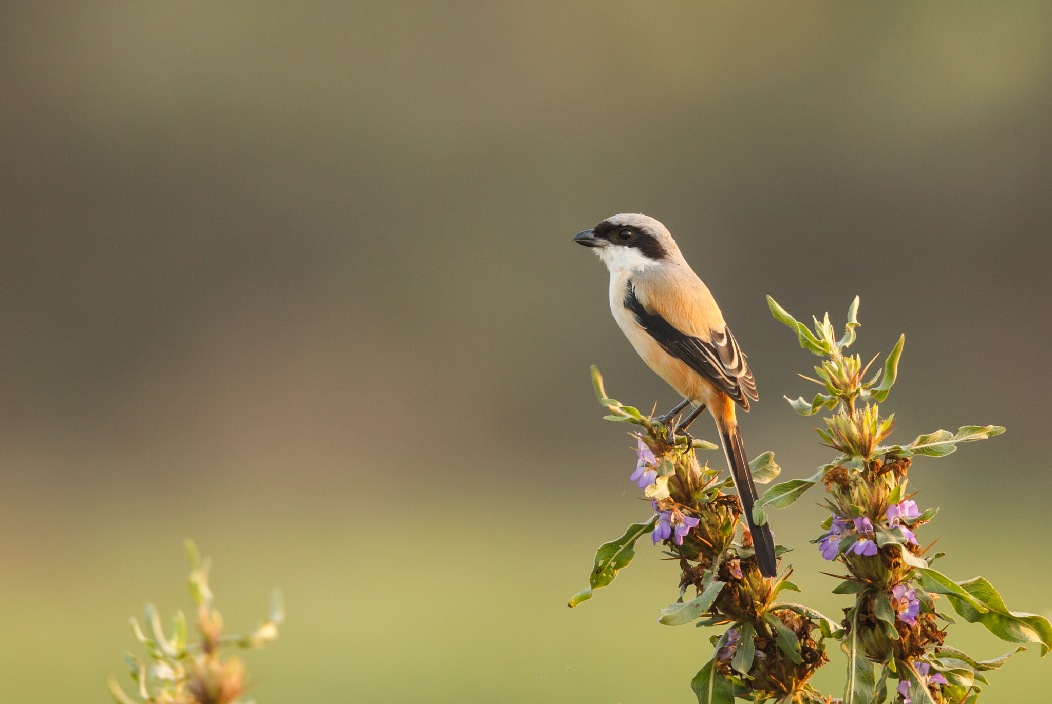 Canon EF 500mm F4L IS II USM sample photo. Long-tailed shrike on the lookout photography