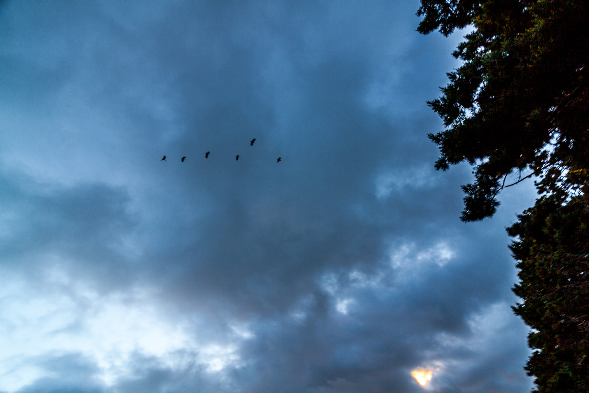 Canon EOS 50D sample photo. Free photography