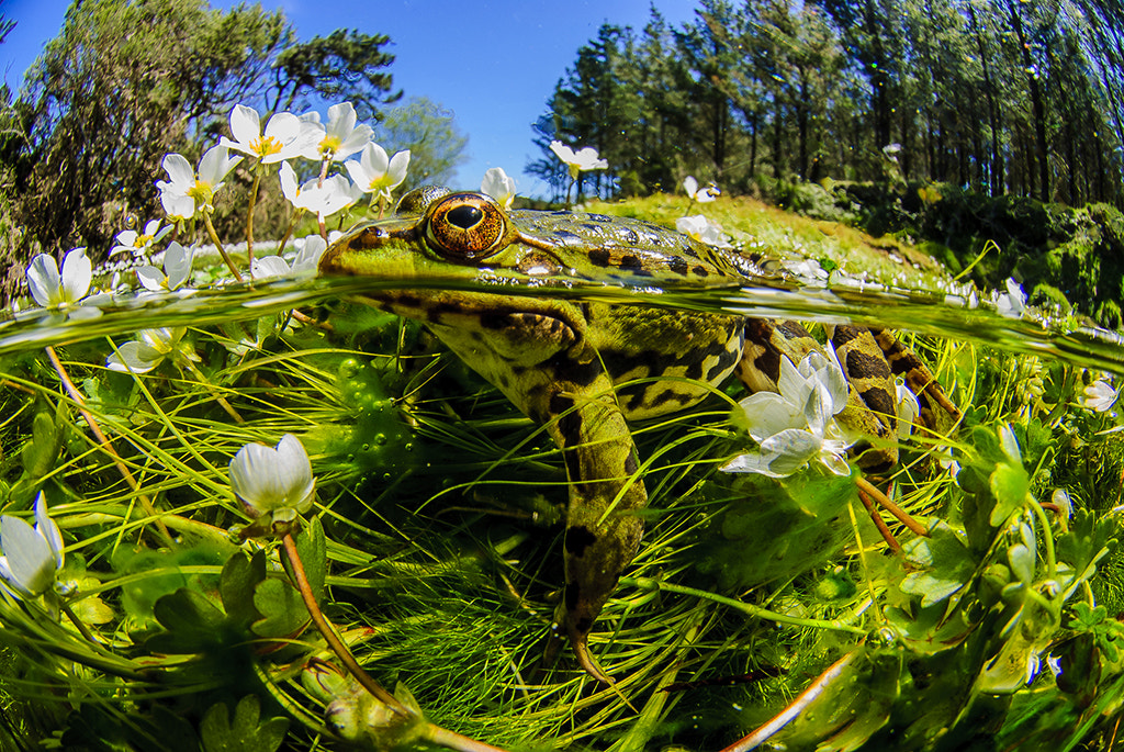 Nikon AF DX Fisheye-Nikkor 10.5mm F2.8G ED sample photo. Entre dos mundos photography