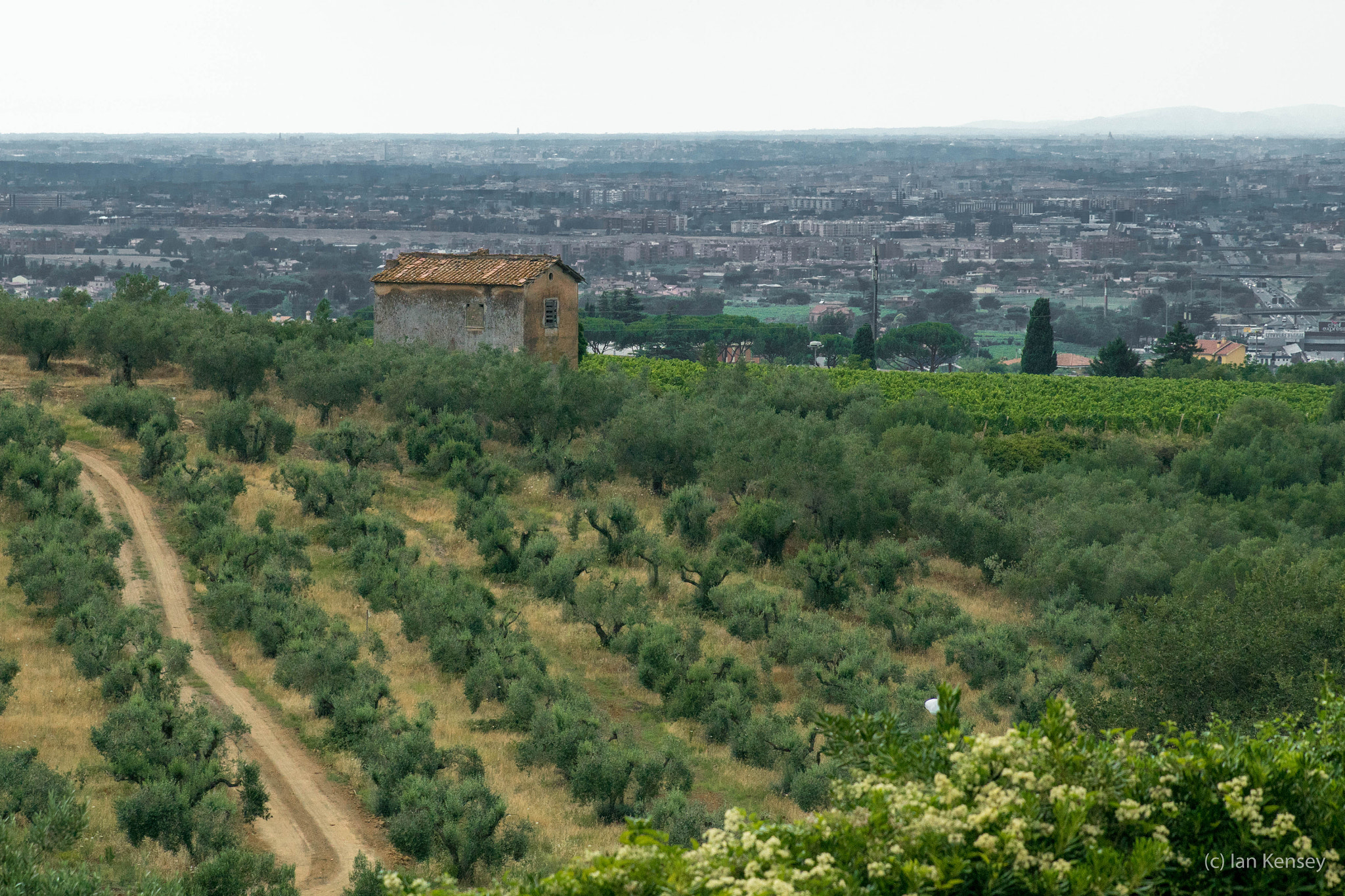 Sony ILCA-77M2 sample photo. Vineyard photography