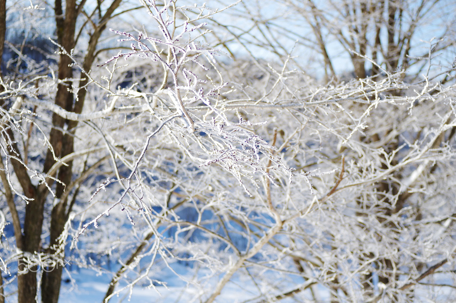Pentax K-70 sample photo. Snow rime in hokkaido 2 photography