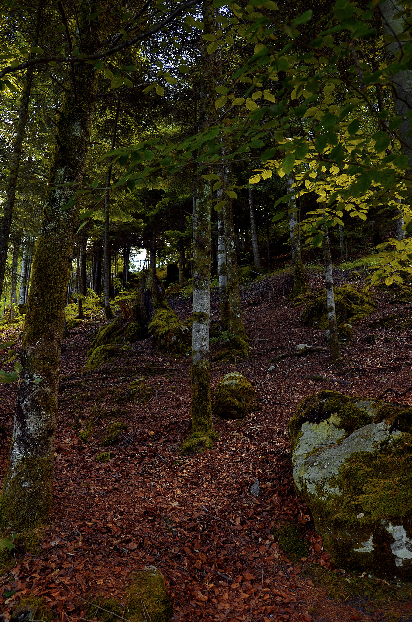 AF Zoom-Nikkor 75-300mm f/4.5-5.6 sample photo. Crossing the forest photography