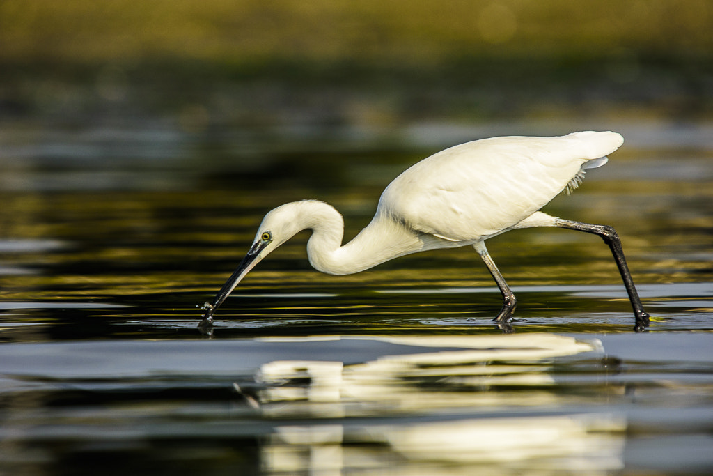 Sigma 50-500mm F4-6.3 EX APO RF HSM sample photo. Little egret photography