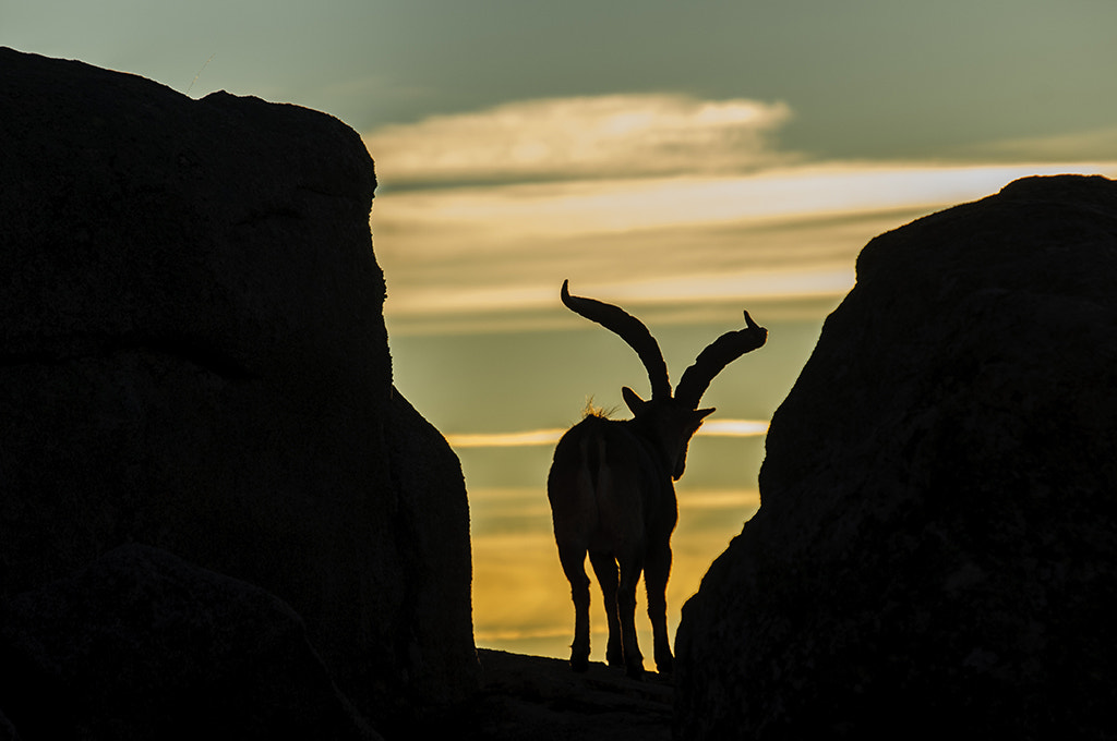 Sigma 50-500mm F4-6.3 EX APO RF HSM sample photo. Sunrise photography